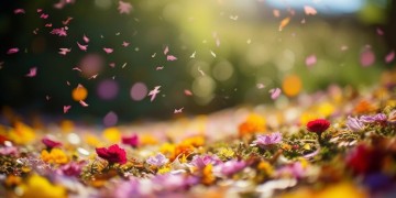 这繁繁花花已坠落出自哪首歌？