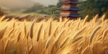 周杰伦稻香代表着什么？