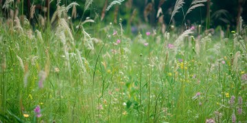 青歌赛为何不再举办了？