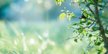 盼成棵树人人究竟是哪首歌？