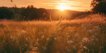 歌词里有夕阳红的是哪首歌？