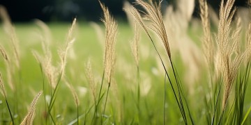 狗尾巴草适合用什么歌来表达？