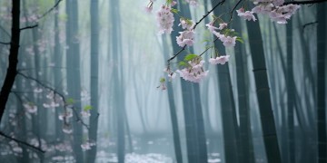 剑三花歌叫什么名字才合适呢？