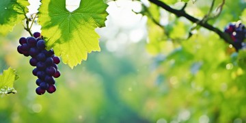 阿妈阿爸一个葡萄树到底是什么歌？