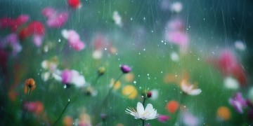 花儿开在雨中究竟是哪首歌？
